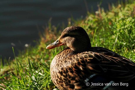 Eendje in de zon!