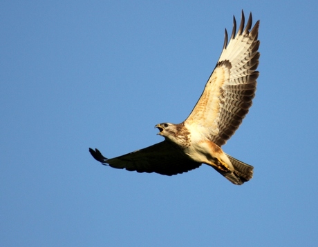 Buizerd