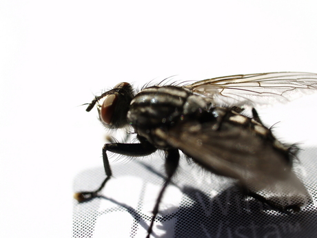 french flies