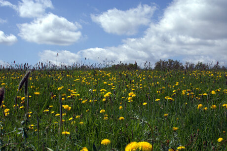 Paardebloemen