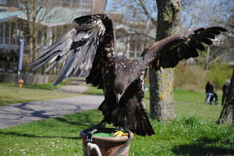 Amerikaanse zee-arend