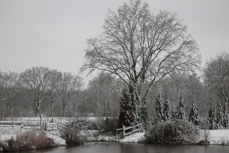 Sneeuw in Bergen op Zoom
