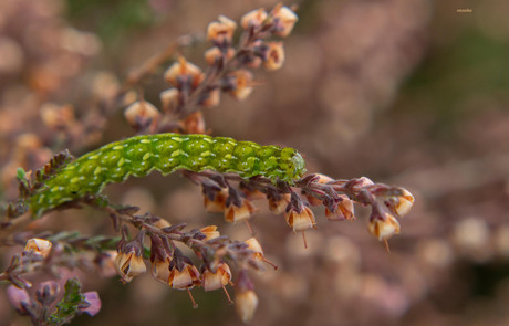 Rups van het Roodbont heide-uiltje (Anarta myrtilli)