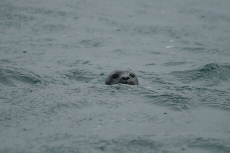 Baby-seal