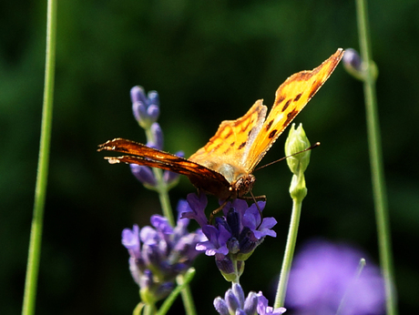 vlinder op lavendel