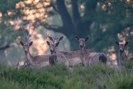 Familie Edelhert