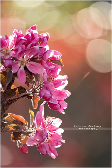 pink easter