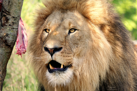 lion king