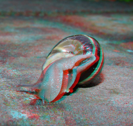 Slak Snail Lumix G6 H-FT012 3D 