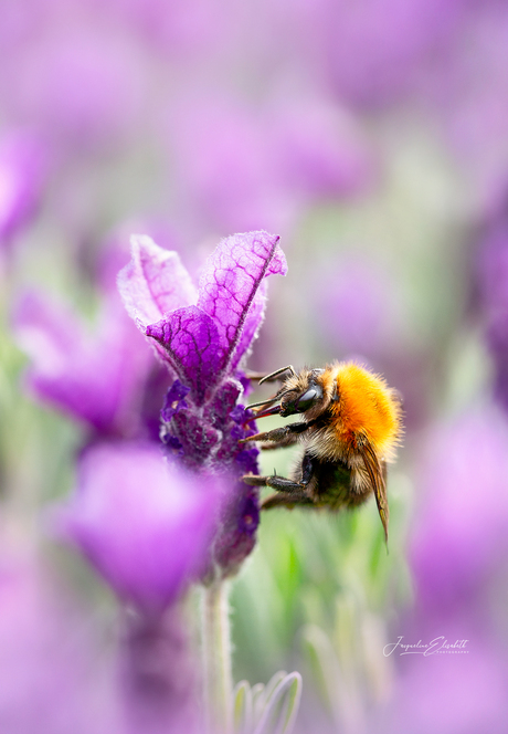 Dancing in fields of purple ...