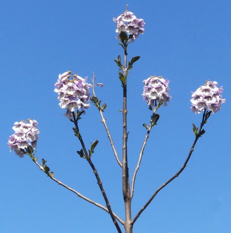 P1300865  LENTE  in Naaldwijk  opstalwijk  natuurlijk  Klokkenspel   op 14 april 2026  