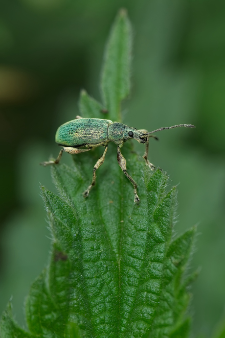 Groene bladsnuitkever