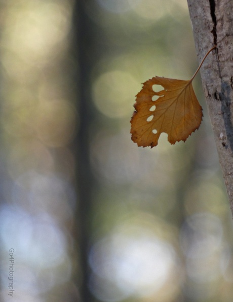 One simple leaf.......