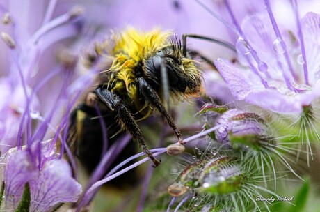 Hommel in de ochtend 