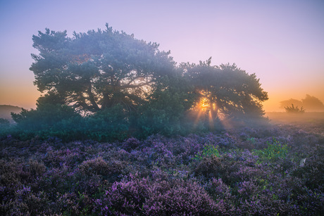 2 bomen op de heide