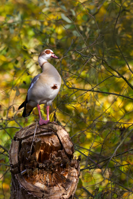 Nijlgans met herfstkleuren