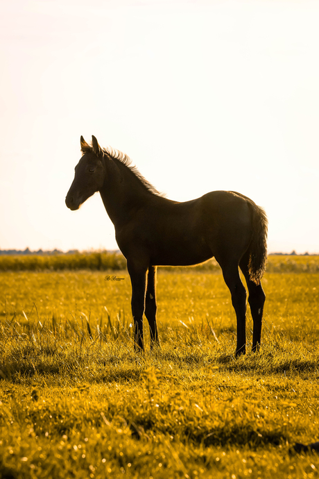 Romantische paarden foto