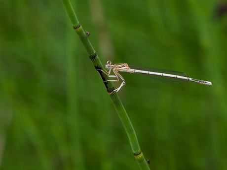 Blauwe breedscheenjuffer.