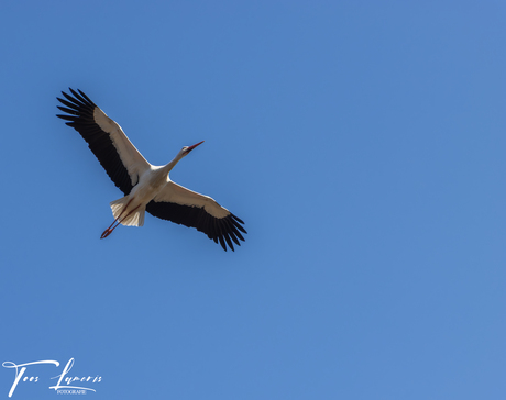 Vliegende Ooievaar