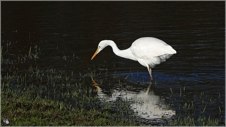 Grote Zilverreiger …