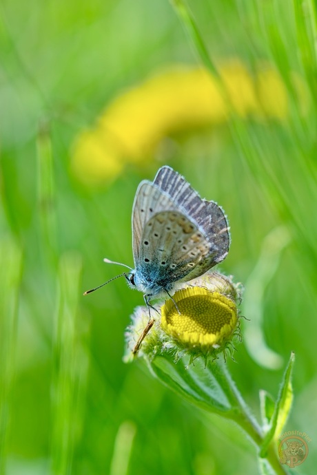Blauwe parels op een bloem