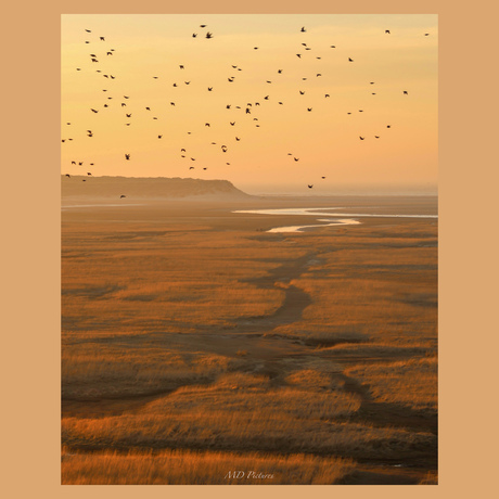 Texel