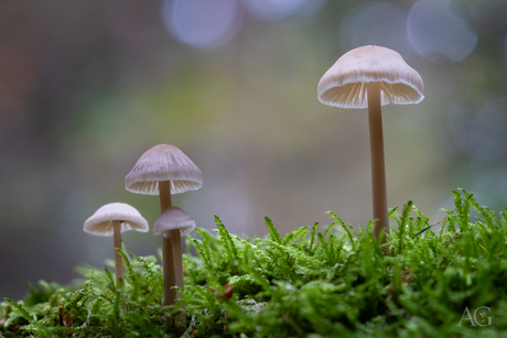 paddenstoeltjes in het mos