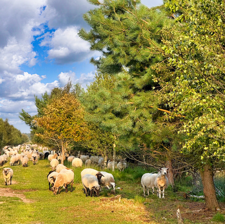 Schapen