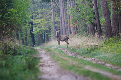 Gespot!