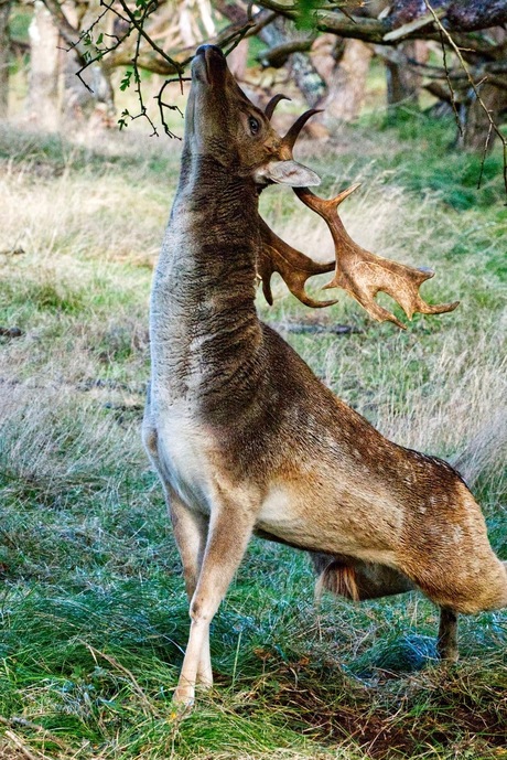 Strekkende damhert