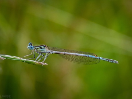 Blauwe breedscheenjuffer 