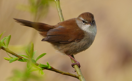 Cetti's zanger