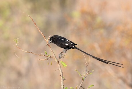 Magpie Shrike