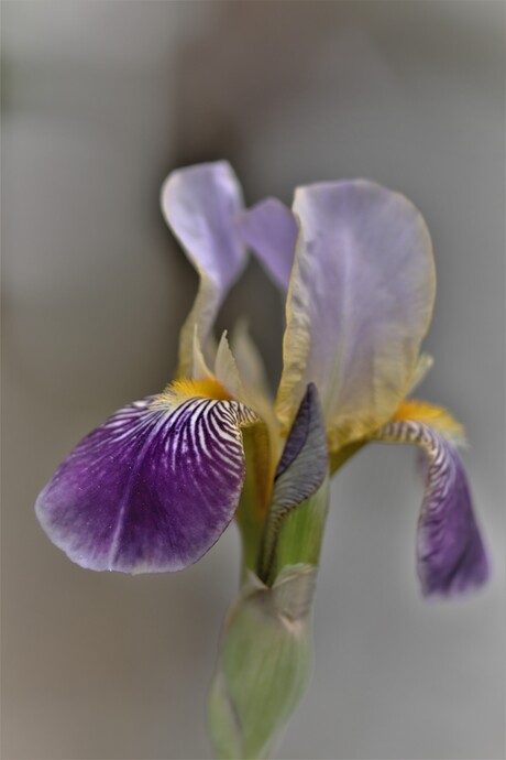 baard iris