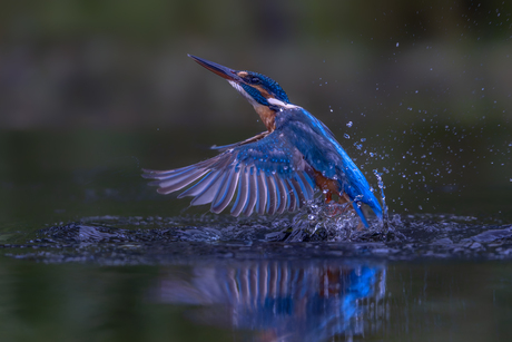 Kingfisher