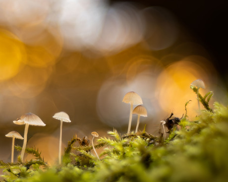 Tiny mushroomworld