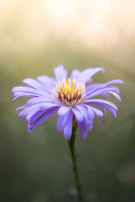 Bloem van Verbondenheid