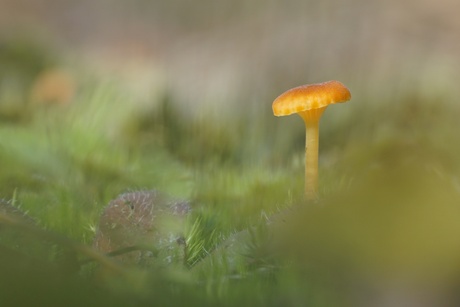 Klein paddenstoeltje
