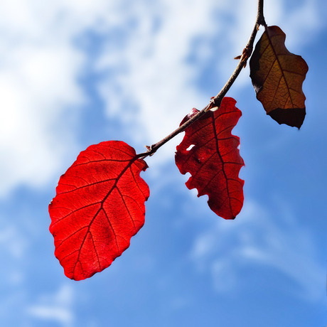 Rood-Wit-Blauw