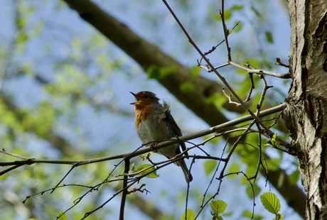 Een grote mond