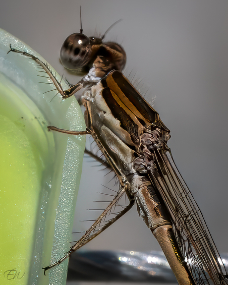 De Bruine winterjuffer