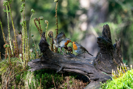 Roodborstjes delen eten