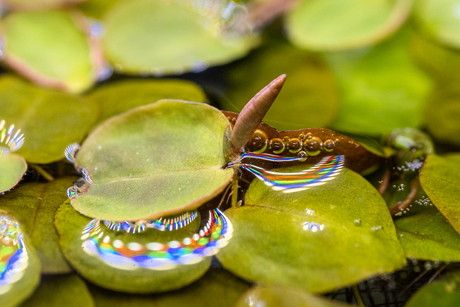 Phyllanthus Fluitans