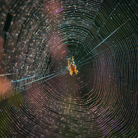 Web