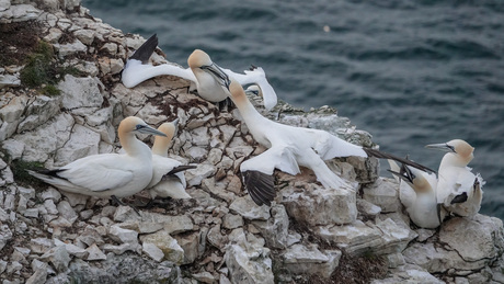 Bempton Cliffs  actie tussen de J v Genten