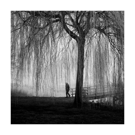 Tussen takken en mist