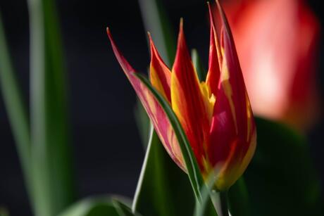 Tulp