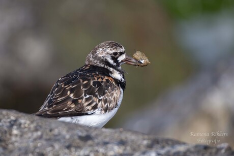 toch ook een hele vogel
