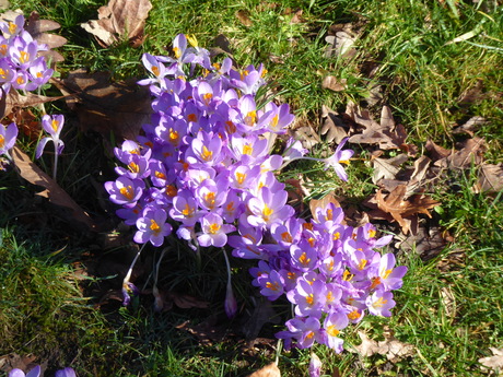 Crocusjes 2