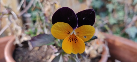 viooltje zward met oranje